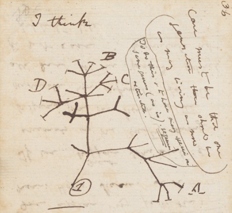 Darwin's 1837 I think sketch of an evolutionary tree