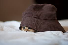 A kitten